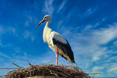Low angle view of bird perching on nest against sky