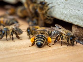 Close-up of honey bee