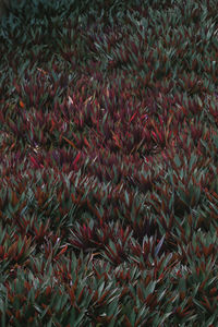 Full frame shot of fresh red plants