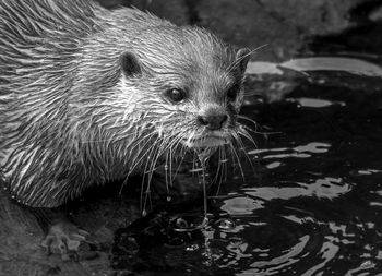 Mono close-up of dripping asian short-clawed otter