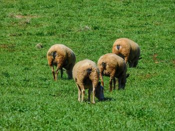 Sheep grazing in field