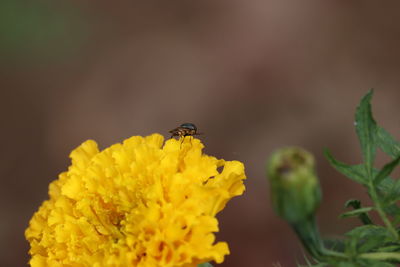 Close-up of insect on yellow flower
