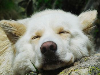 Close-up of white dog