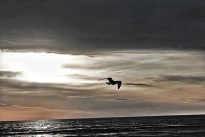 Bird flying over sea