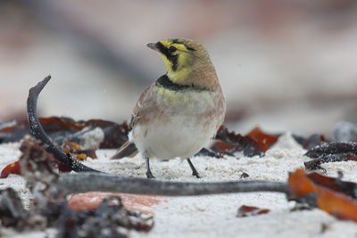 Close-up of bird perching on snow