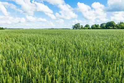 Green wheat ears agricultural harvest field. rural landscape under shining sunlight and blue sky