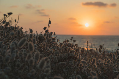 Plants by sea against sky during sunset