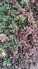 Full frame shot of succulent plants