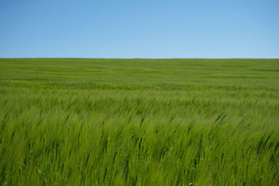 Scenic view of agricultural field against clear sky