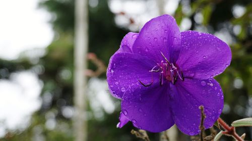 Close-up of wet purple flower