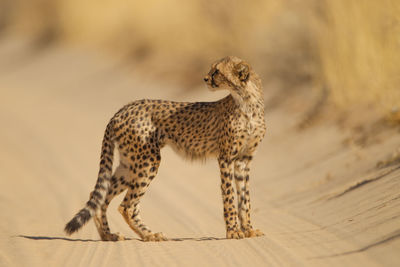 View of a cat looking away