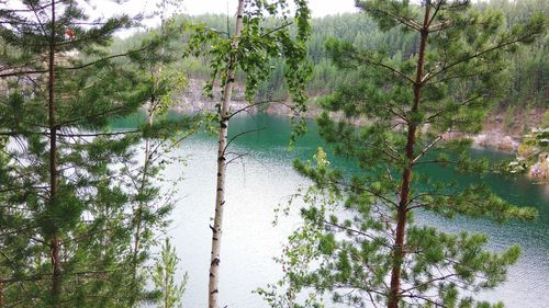 Scenic view of lake amidst trees in forest