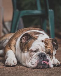 Close-up of dog sleeping on floor