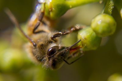 Close-up of insect on plant