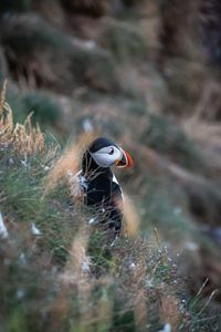 Close-up of puffin perching on field