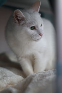 Close-up of cat looking away