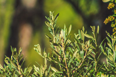 Close-up of fresh green plant in field
