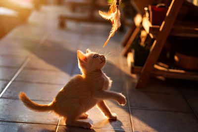 Full length of a cat playing on table