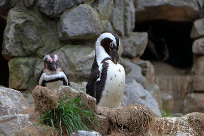 View of birds in zoo