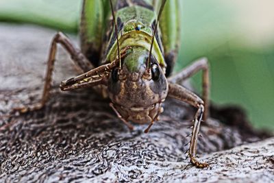 Close-up of insect on leaf