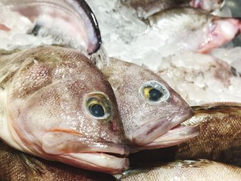 Close-up of fish for sale in market