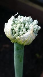 Close-up of white rose flower bud