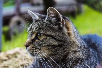 Close-up of cat