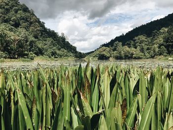 Scenic view of rice field against sky