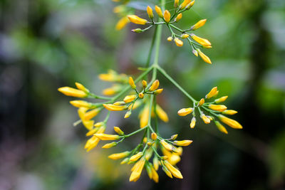 Close-up of yellow flowering plant