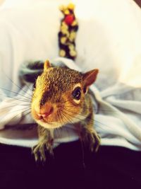 Portrait of squirrel on bed