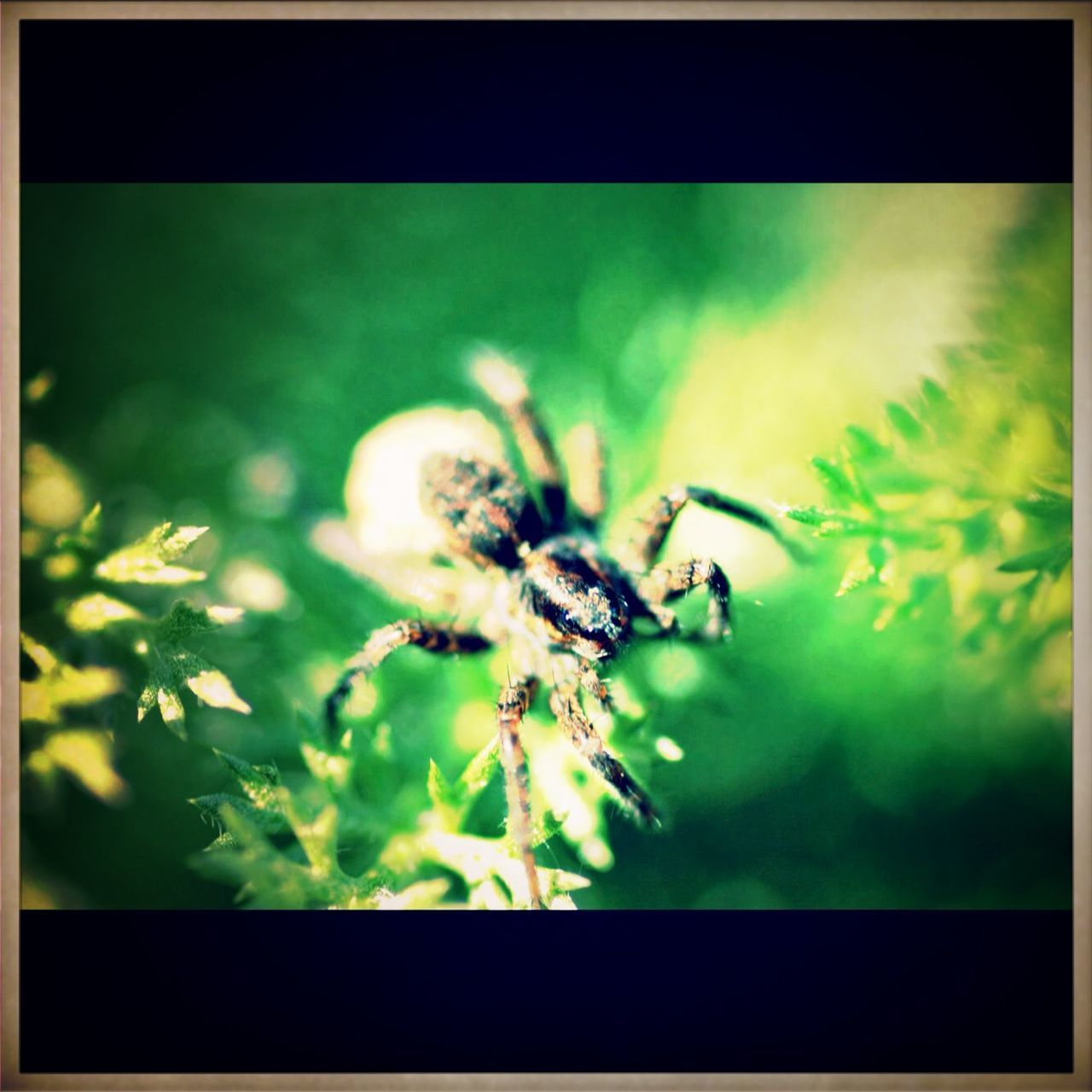 transfer print, animal themes, wildlife, auto post production filter, animals in the wild, one animal, insect, close-up, focus on foreground, plant, nature, growth, selective focus, beauty in nature, stem, outdoors, day, no people, spider, flower
