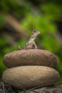 Close-up of lizard on rock