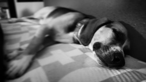 Close-up portrait of a dog