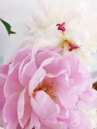 Close-up of pink flowers