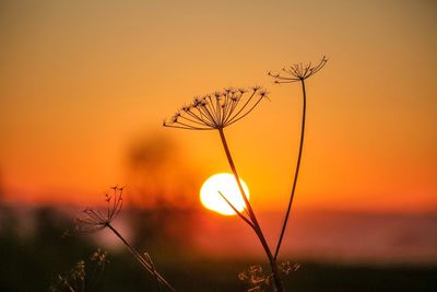 Silhouette plant against orange sky