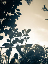 Close-up of silhouette tree against sky