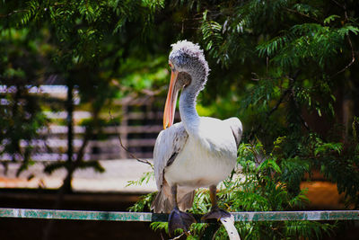 Close-up of pelican perching outdoors