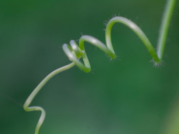 Close-up of green plant