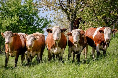 Cows standing in field