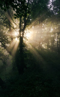 Sunlight streaming through trees in forest