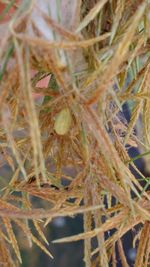 Close-up of plants