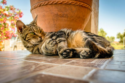 Close-up of cat outdoors