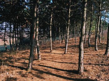 Trees in forest