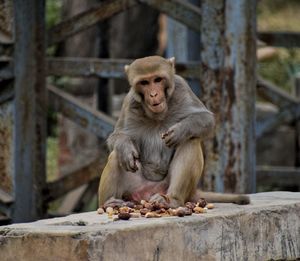 Monkey sitting outdoors