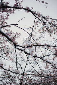 Low angle view of cherry blossoms against sky