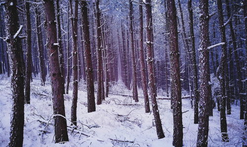 Panoramic view of pine trees in forest during winter