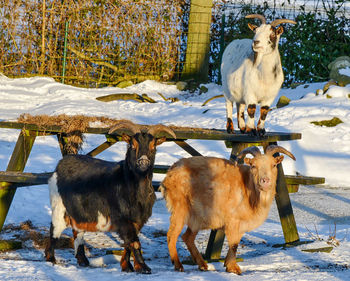 Deer standing on snow covered land