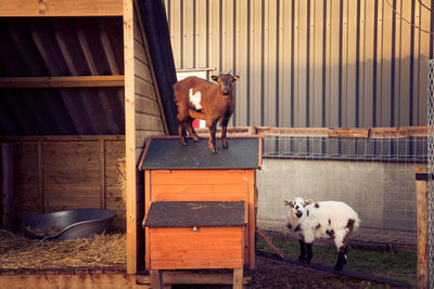 Horse in barn