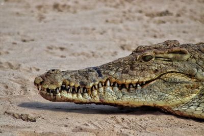 Close-up of crocodile on beach