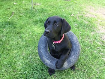 High angle view of dog sitting on field